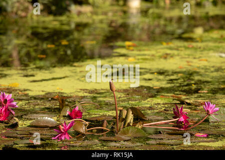 Teich mit Seerosen. Libelle sitzt auf Seerose. Wetland Centre in Sungei Buloh Wetland Reserve. Stockfoto