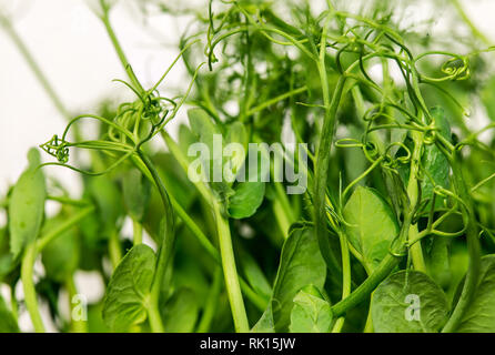 Sweet pea Sprossen, in der Nähe bis zu Textur der jungen Sweet pea Sprossen Stockfoto