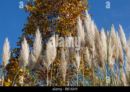 Cortaderia selloana, die gemeinhin als Pampas Gras bekannt, in der Ansicht Stockfoto