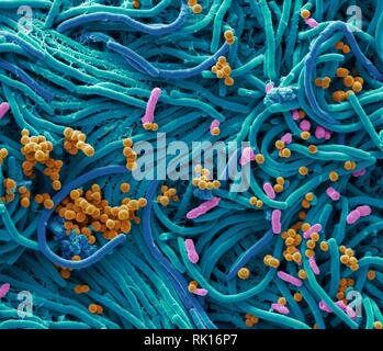 Bakterien gefunden am Handy, SEM Stockfoto