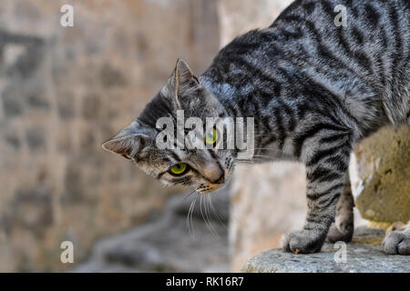 Eine schöne Silber und Schwarz streunende Katze Katze mit grünen Augen steht auf einem Felsvorsprung in der antiken Sassi von Matera, Italien Stockfoto