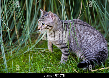 Die Katze schleicht durch das dichte Gras. Tabby cat Spaziergänge in den Garten. Saftigen Grüns auf dem Rasen. Stockfoto