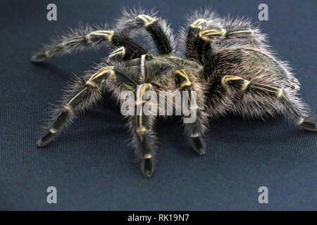 Vogelspinne Stockfoto