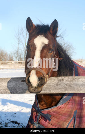 Winterpferdehaltung Stockfoto