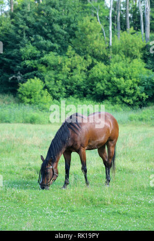 Pferde auf einer Hobbyfarm Stockfoto