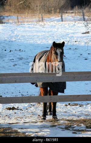 Winterpferdehaltung Stockfoto