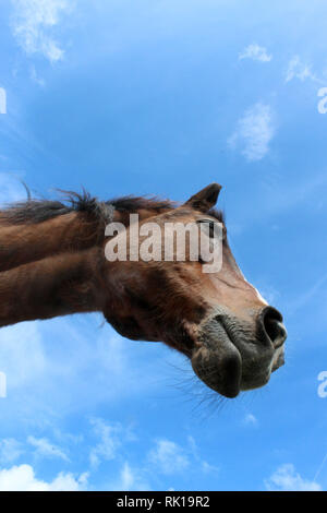 Letzter Tag für die geriatrische alte Quarter Horse Stute Stockfoto