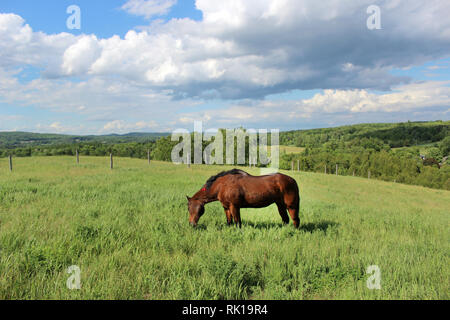 Letzter Tag für die geriatrische alte Quarter Horse Stute Stockfoto