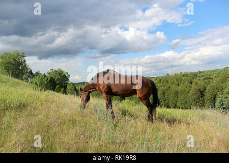 Letzter Tag für die geriatrische alte Quarter Horse Stute Stockfoto