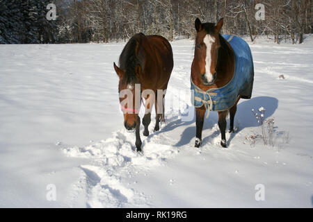 Winter-Pferdehaltung Stockfoto