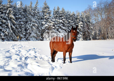 Winter-Pferdehaltung Stockfoto