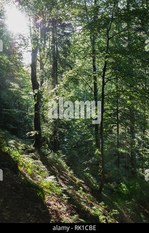 Malerische Wald Hang des frischen, grünen Bäumen mit der Sonne seine hellen Strahlen durch das Laub vom linken oberen Ecke Stockfoto