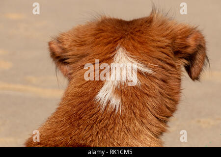 Nahaufnahme der Rückseite eines Ingwer hunde Kopf sitzen am Strand Stockfoto