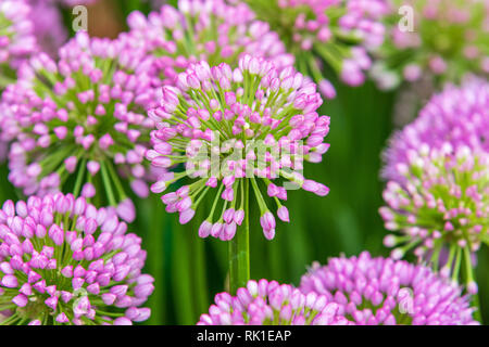 Allium (Millenium) in voller Blüte Stockfoto