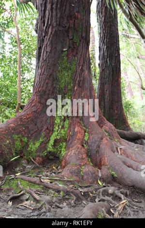 Die Basis- und Wurzeln eines riesigen Redwood Baum auf der Waikamoi Naturlehrpfad in Haiku, Maui, auf der Straße nach Hana Stockfoto