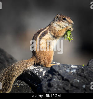 Barbary Erdhörnchen (Atlantoxerus Getulus) in Fuerteventura Spanien Stockfoto