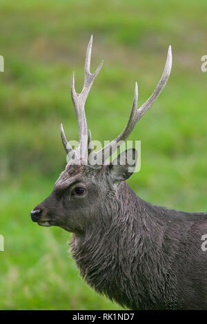 Sika deer/Spotted Deer/Japanische Hirsch (Cervus Nippon) Nahaufnahme Portrait von Hirsch, beheimatet in Japan und Ostasien Stockfoto