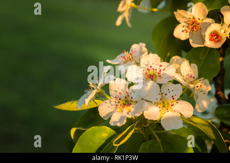 Pear Tree Branches in voller Blüte. Schöne weiße Blüten mit roten Staubgefäßen im warmen Sonnenlicht Sonnenuntergang. Saisonale Grußkarte Hintergrund mit kopieren. Sele Stockfoto