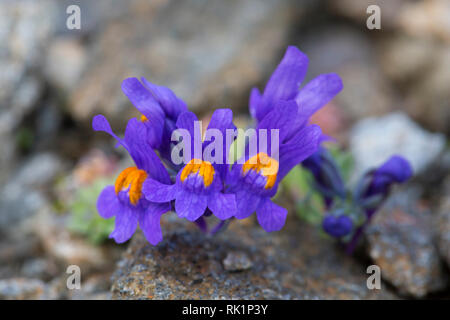 Alpine toadflax (Linaria alpina) in Blüte im Sommer in den Europäischen Alpen Stockfoto