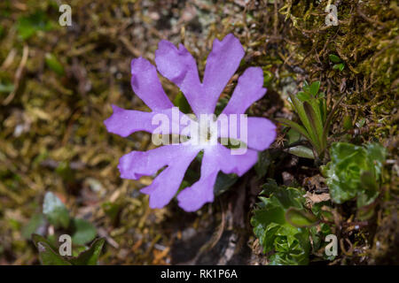 Zwerg Primrose/fairy Primel/Schnee Rosette (Primula minima) in Blüte in den Europäischen Alpen Stockfoto