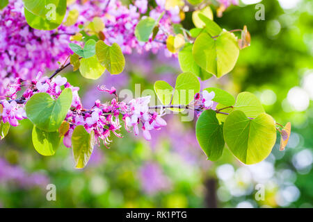 Rosa Cercis siliquastrum Blüten Nahaufnahme auf unscharfen Hintergrund Stockfoto