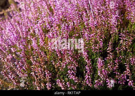 Calluna vulgaris (gemeinsame Heather, Ling bekannt, oder einfach Heather). Vielfalt der Pflanzen in der Stadt Blumentopf. Heather verschiedener Arten. Farbenfrohe Erica Stockfoto