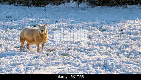 Winter 2019 Schafe im Schnee; Cotswolds; in der Nähe von Stroud; England; Vereinigtes Königreich Stockfoto