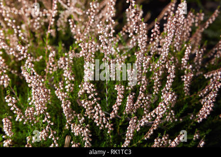 Calluna vulgaris (gemeinsame Heather, Ling bekannt, oder einfach Heather). Vielfalt der Pflanzen in der Stadt Blumentopf. Heather verschiedener Arten. Farbenfrohe Erica Stockfoto