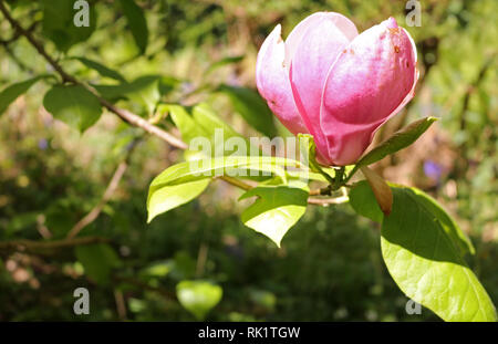 Große rosa Magnolienbaum Blume Stockfoto