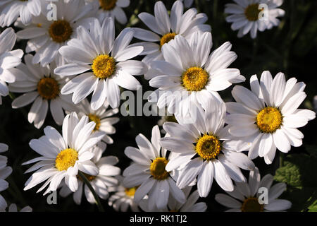 Großen weißen Gänseblümchen Stockfoto