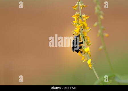 Xylocopa latipes, dem tropischen Carpenter Bee, ist eine Pflanzenart aus der Gattung der Tischler Biene weit verstreut in ganz Südostasien. Stockfoto