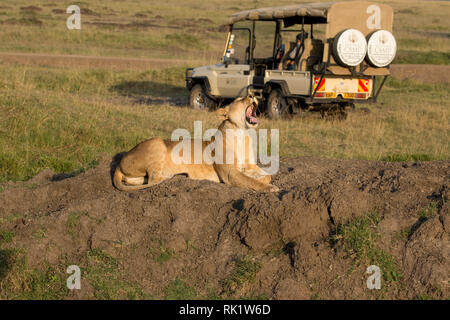 Touristen in Safari Fahrzeug beobachten, Löwin, Panthera leo, Masai Mara National Reserve, Kenia Stockfoto