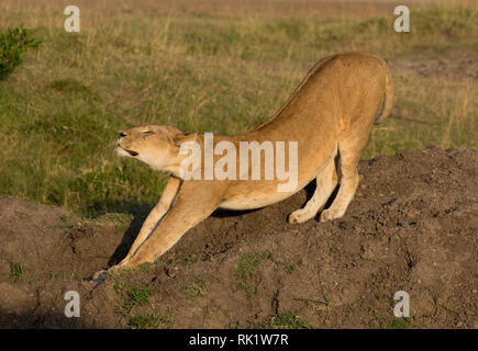 Afrikanische Löwin Stretching, Panthera leo, Masai Mara National Reserve, Kenia Stockfoto