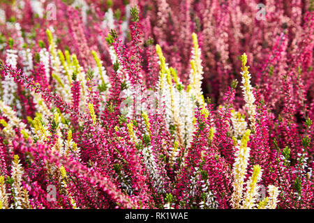 Calluna vulgaris (gemeinsame Heather, Ling bekannt, oder einfach Heather). Vielfalt der Pflanzen in der Stadt Blumentopf. Heather verschiedener Arten. Farbenfrohe Erica Stockfoto