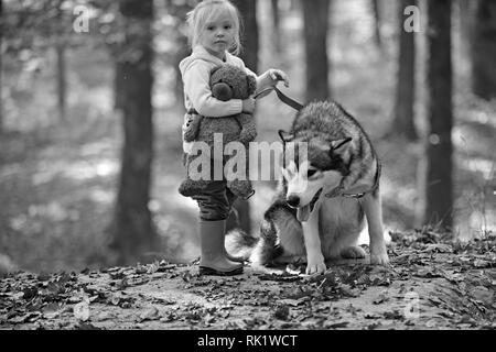 Aktivitäten und aktive Erholung. Kind Spiel mit Husky und Teddybär auf frische Luft im Freien. Kleines Mädchen mit Hund im Herbst Wald. Red Riding Hood mit Wolf Stockfoto