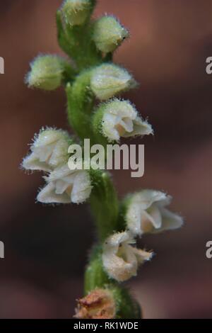 Goodyera repens Deutschland Stockfoto