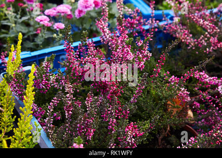 Calluna vulgaris (gemeinsame Heather, Ling bekannt, oder einfach Heather). Vielfalt der Pflanzen in der Stadt Blumentopf. Heather verschiedener Arten. Farbenfrohe Erica Stockfoto
