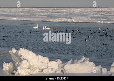 Harrison County, Michigan - Höckerschwäne (Cygnus olor) mit Enten in meist - frozen Lake St. Clair im Winter. Stockfoto