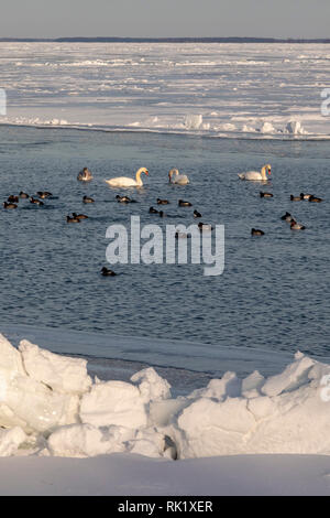 Harrison County, Michigan - Höckerschwäne (Cygnus olor) mit Enten in meist - frozen Lake St. Clair im Winter. Stockfoto