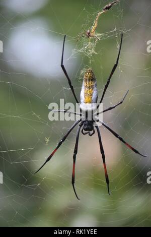 Weibliche und männliche Gebändert-legged Golden Orb Web Spider (Nephila senegalensis) in einem Garten am Diani Beach, Kenia Stockfoto