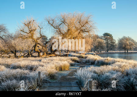 Heron Teich Bushy Park im Winter Hampton London England Stockfoto