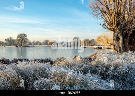 Heron Teich Bushy Park im Winter Hampton London England Stockfoto