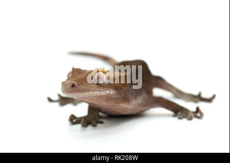 Crested Gecko auf weißem Hintergrund Stockfoto