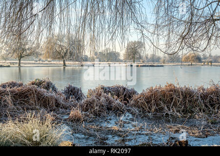 Heron Teich Bushy Park im Winter Hampton London England Stockfoto