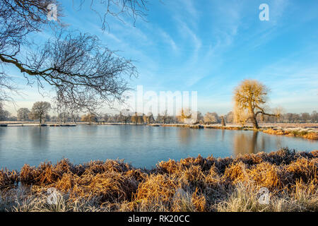 Heron Teich Bushy Park im Winter Hampton London England Stockfoto