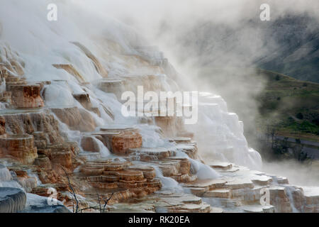 WY 03384-00 ... WYOMING - Bunte Travertin Terrassen an kanarischen Frühling bei Mammoth Hot Springs im Yellowstone National Park. Stockfoto