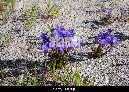 WY 03409-00 ... WYOMING - Gefranste Enzian in der Upper Geyser Basin im Yellowstone National Park. Stockfoto