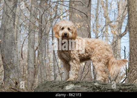 Goldendoodle in Umgebung im Freien 01. Stockfoto