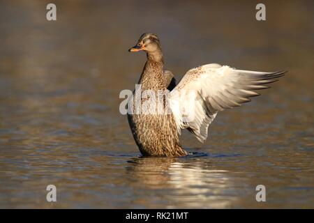 Eine weibliche oder Henne Stockente Anas platyrhynchos flattern ihre Flügel Stockfoto