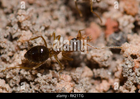Falsche Honig, Prenolepis imparis Ant Stockfoto
